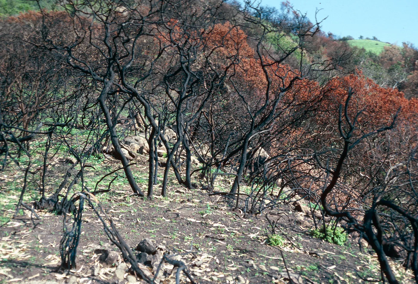burn along road to Toro Canyon Peak, Santa Barbara County