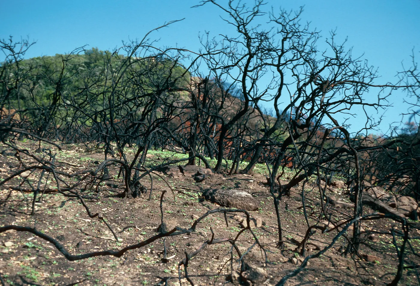 burn along road to Toro Canyon Peak, Santa Barbara County