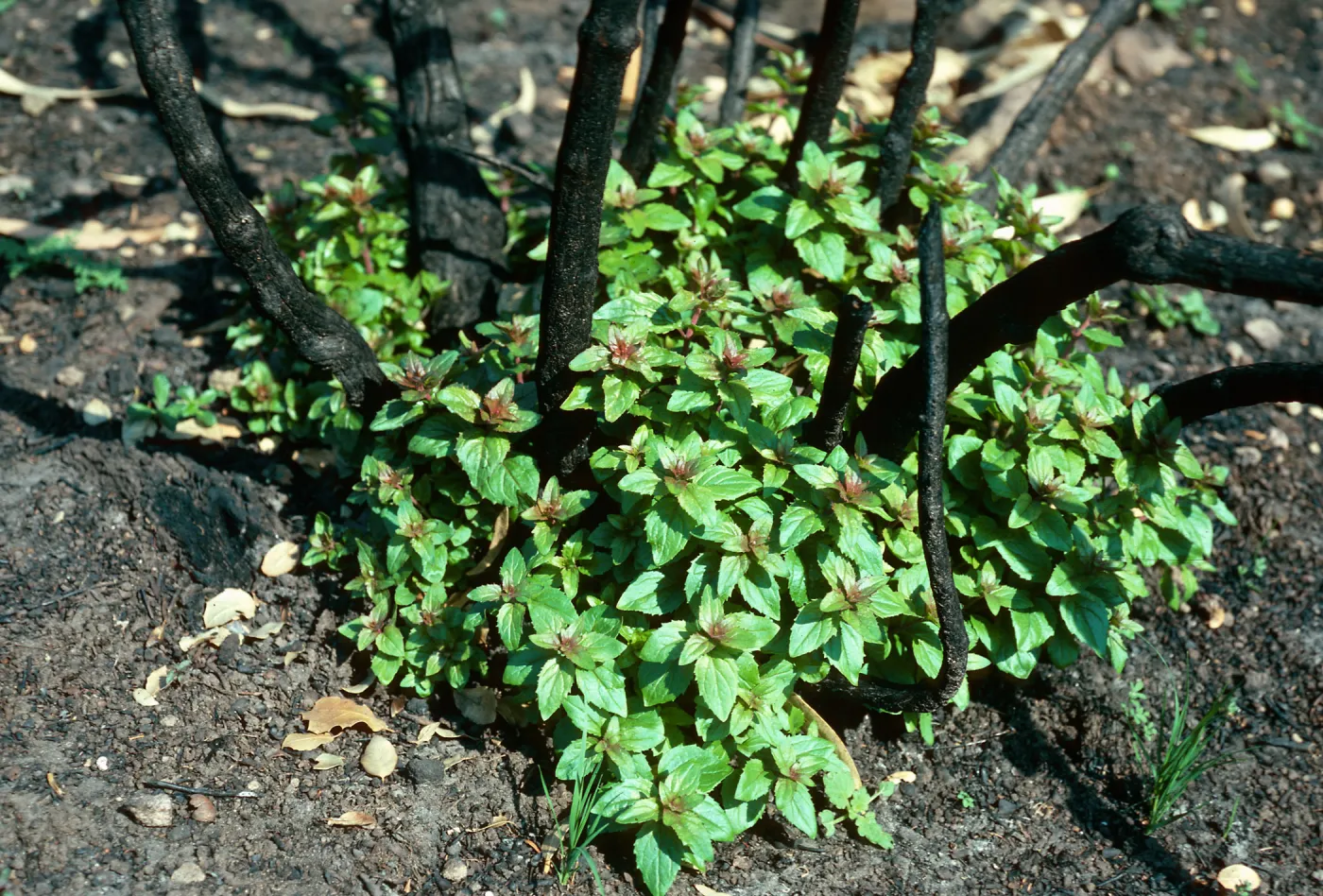 Keckiella cordifolia sprouting after fire, road to Toro Canyon Park, Santa Barbara County