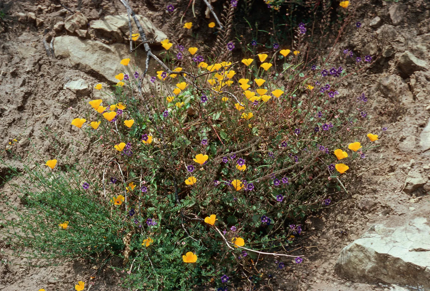 Eschscholzia californica, Phacelia, Encinal Canyon Road, Santa Monica Mountains, Los Angeles County