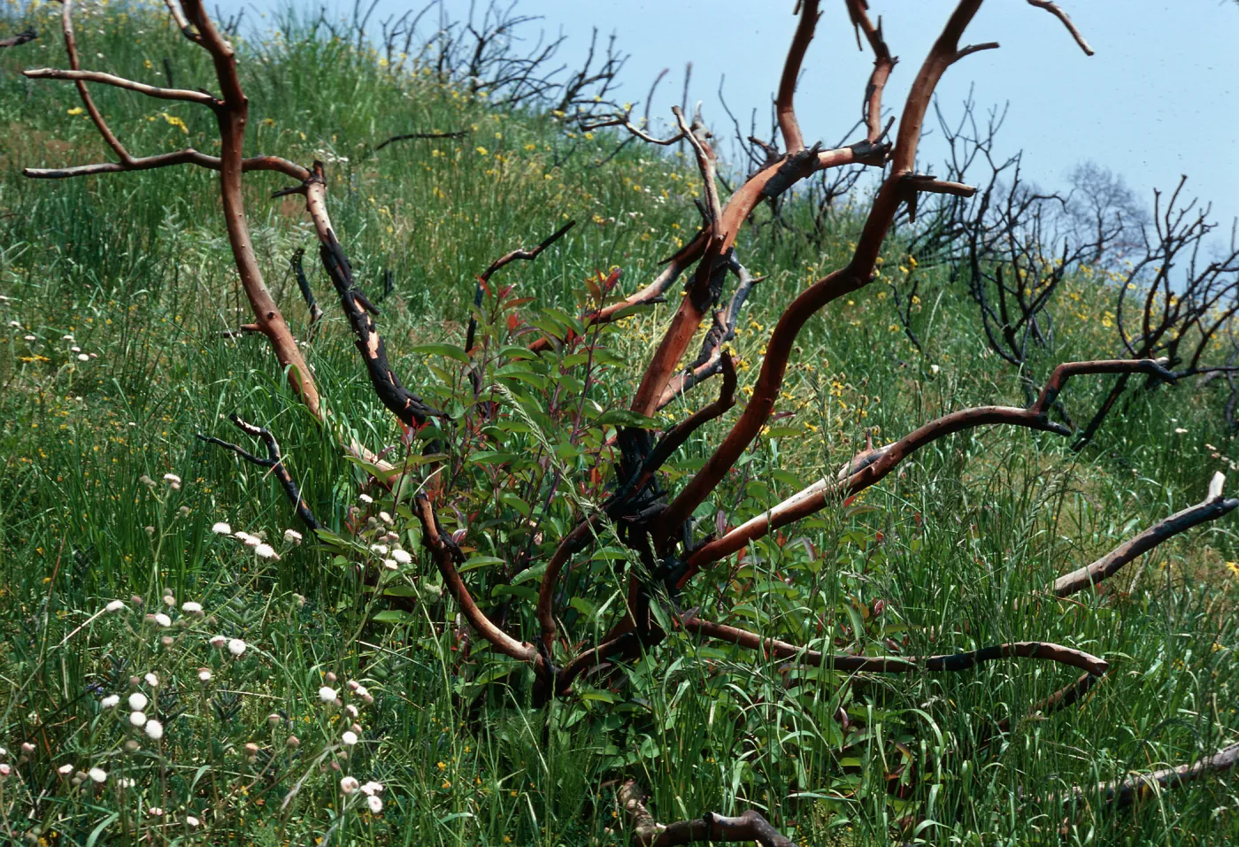 burn - Rhus Laurina, Encinal Canyon Road, Santa Monica Mountains, Los Angeles County