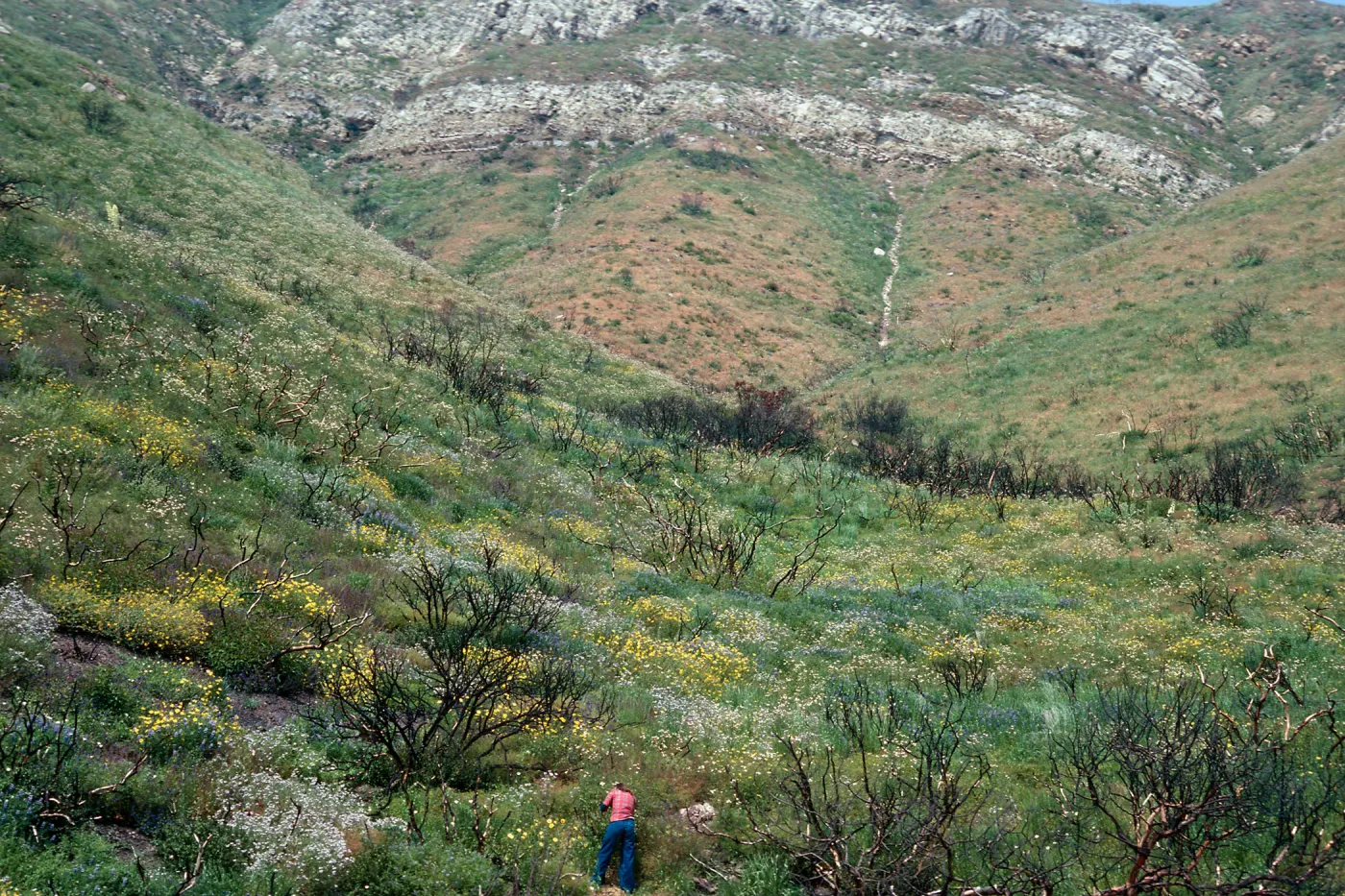 burn of Fall, 1978, Encinal Canyon Road, Santa Monica Mountains, Los Angeles County