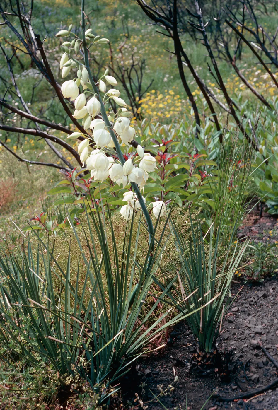 Yucca whipplei, burn of Fall, 1978, Encinal Canyon Road, Santa Monica Mountains, Los Angeles County