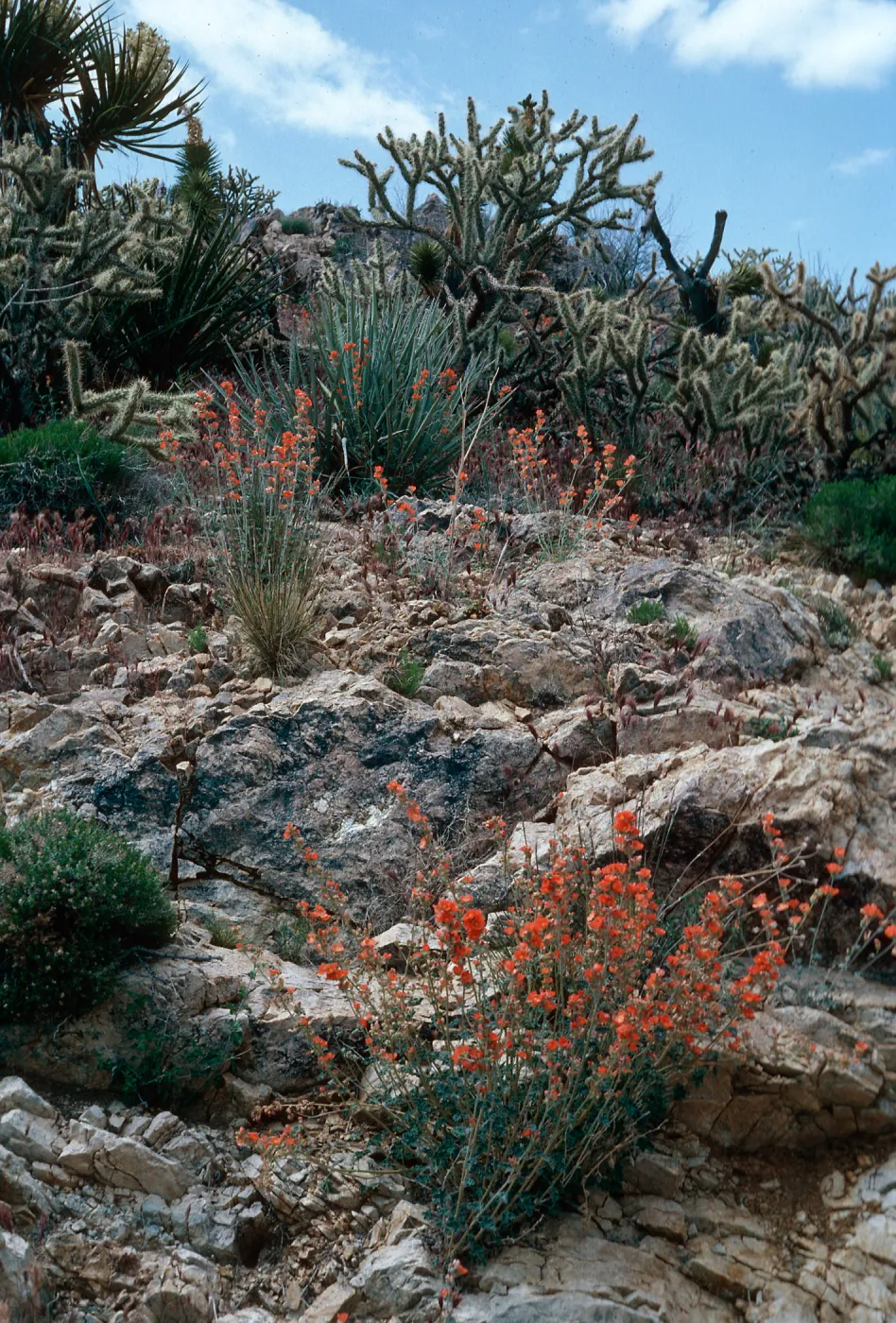 Sphaeralcea, Cedar Canyon Road, Mid Hills, Mojave National Preserve, San Bernardino County