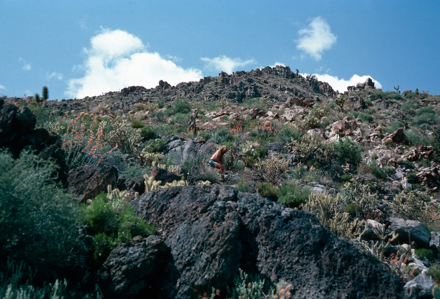 Cedar Canyon Road, Mid Hills, Mojave National Preserve, San Bernardino County