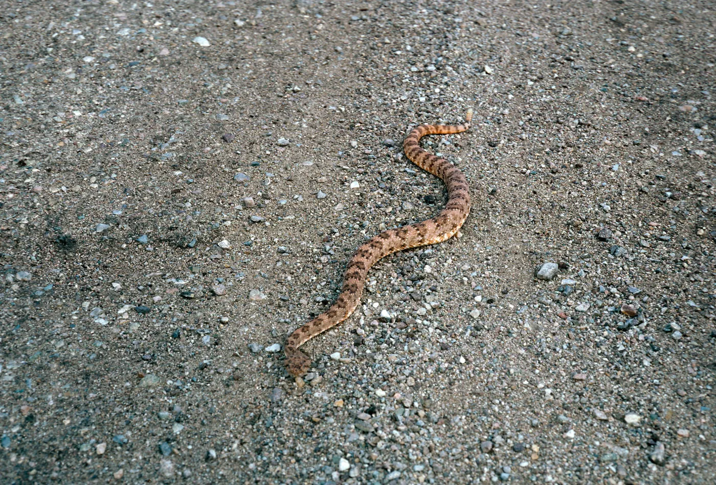 Crotalus mitchellii pyrrhus, West of Vulcan Mine, Providence Mountains, Mojave National Preserv, San Bernardino County