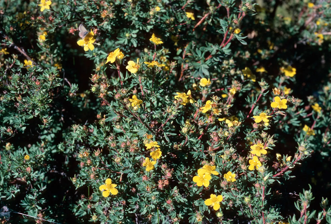 Potentilla fruticosa, road to Halfmoon Camp, South of Leadville, Colorado