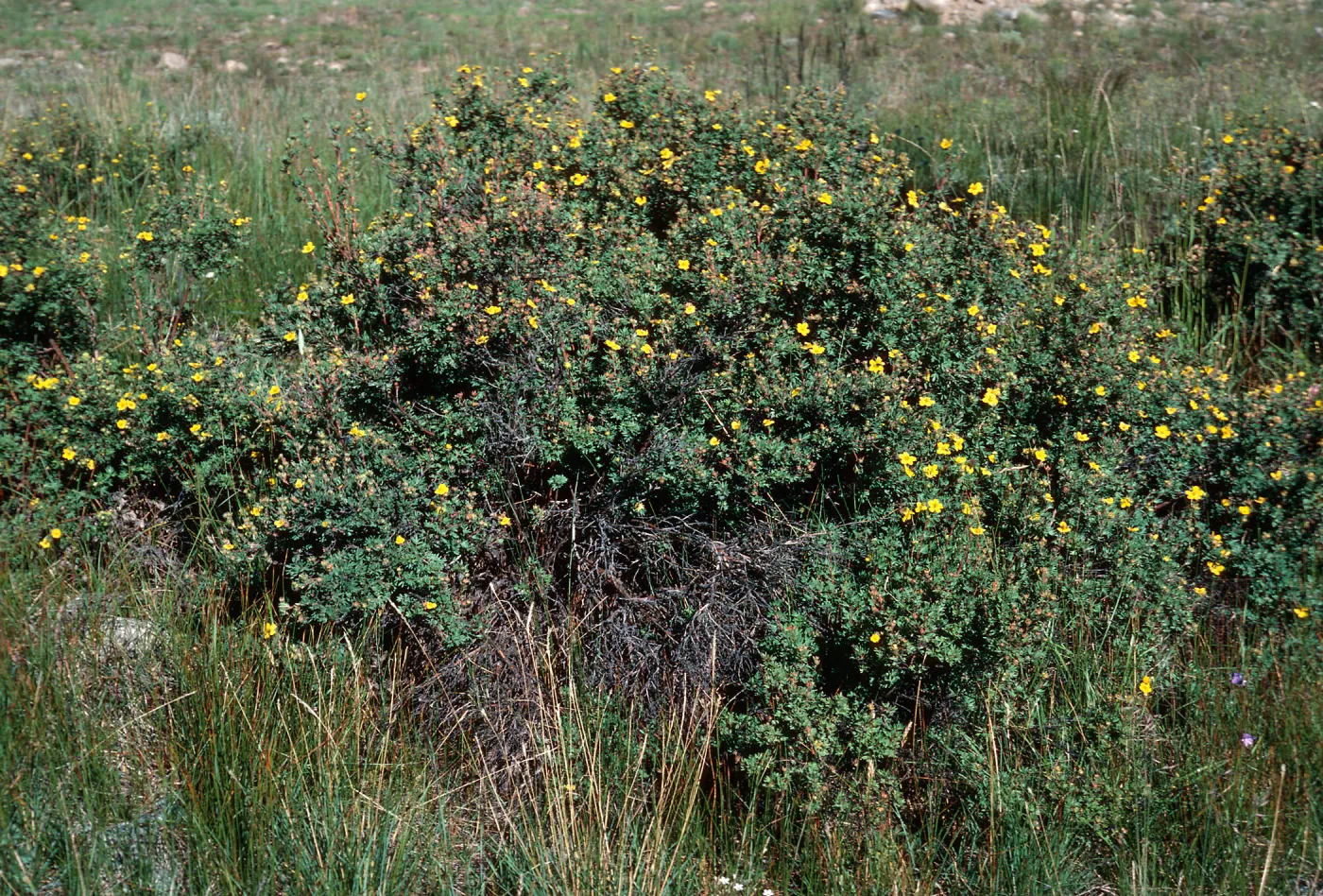 Potentilla fruticosa, road to Halfmoon Camp, South of Leadville, Colorado