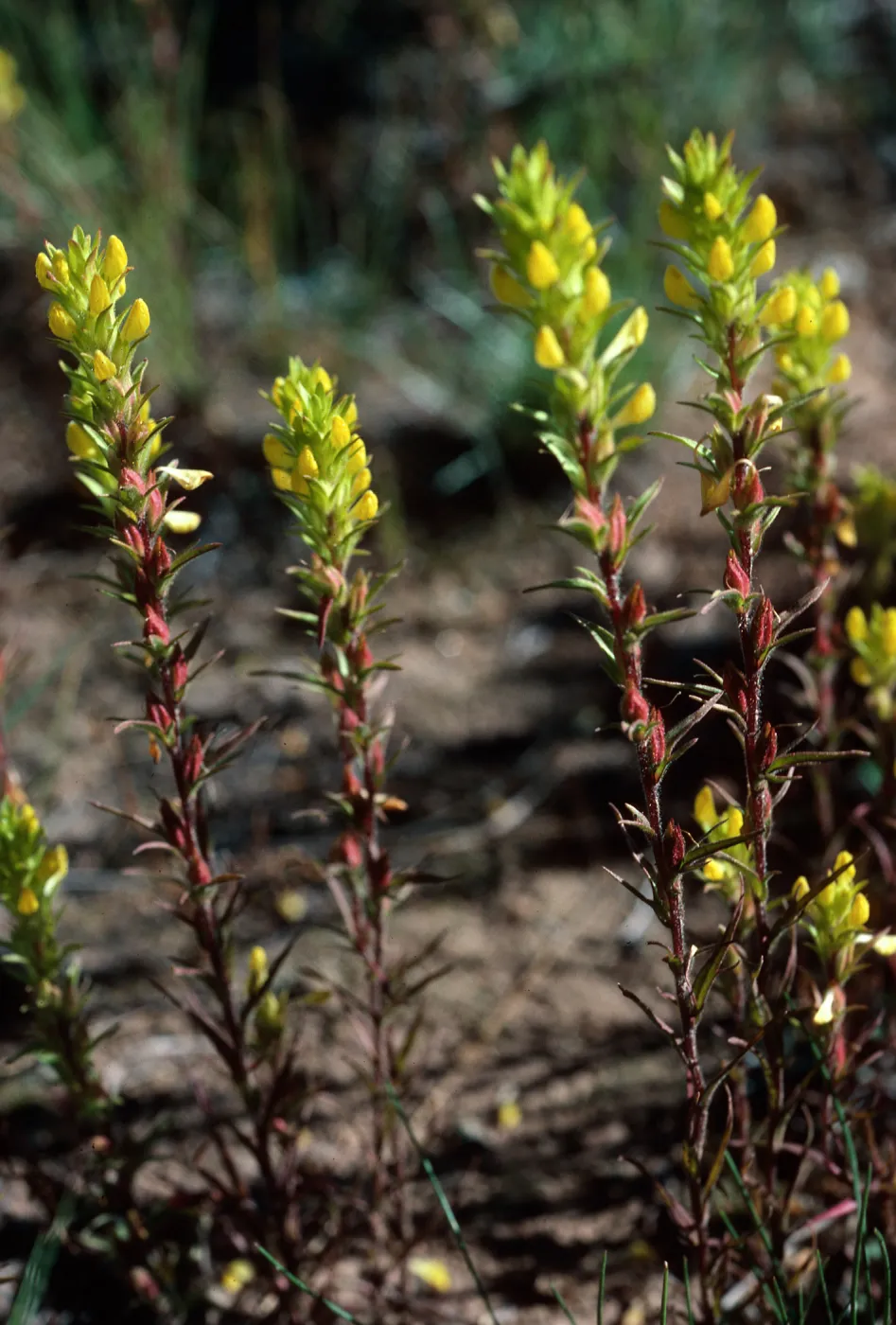 Orthocarpus ?, road to Halfmoon Camp, South of Leadville, Colorado