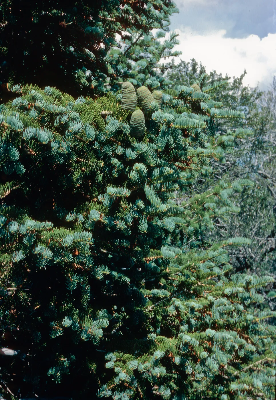 Abies, Wheeler Peak, Nevada