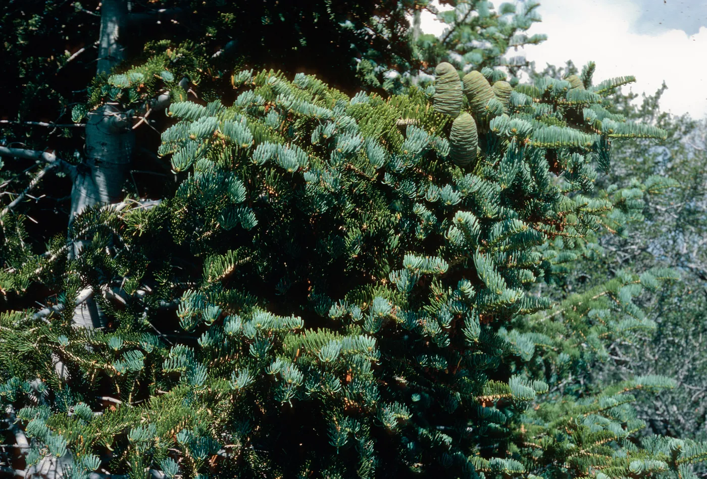 Abies, Wheeler Peak, Nevada