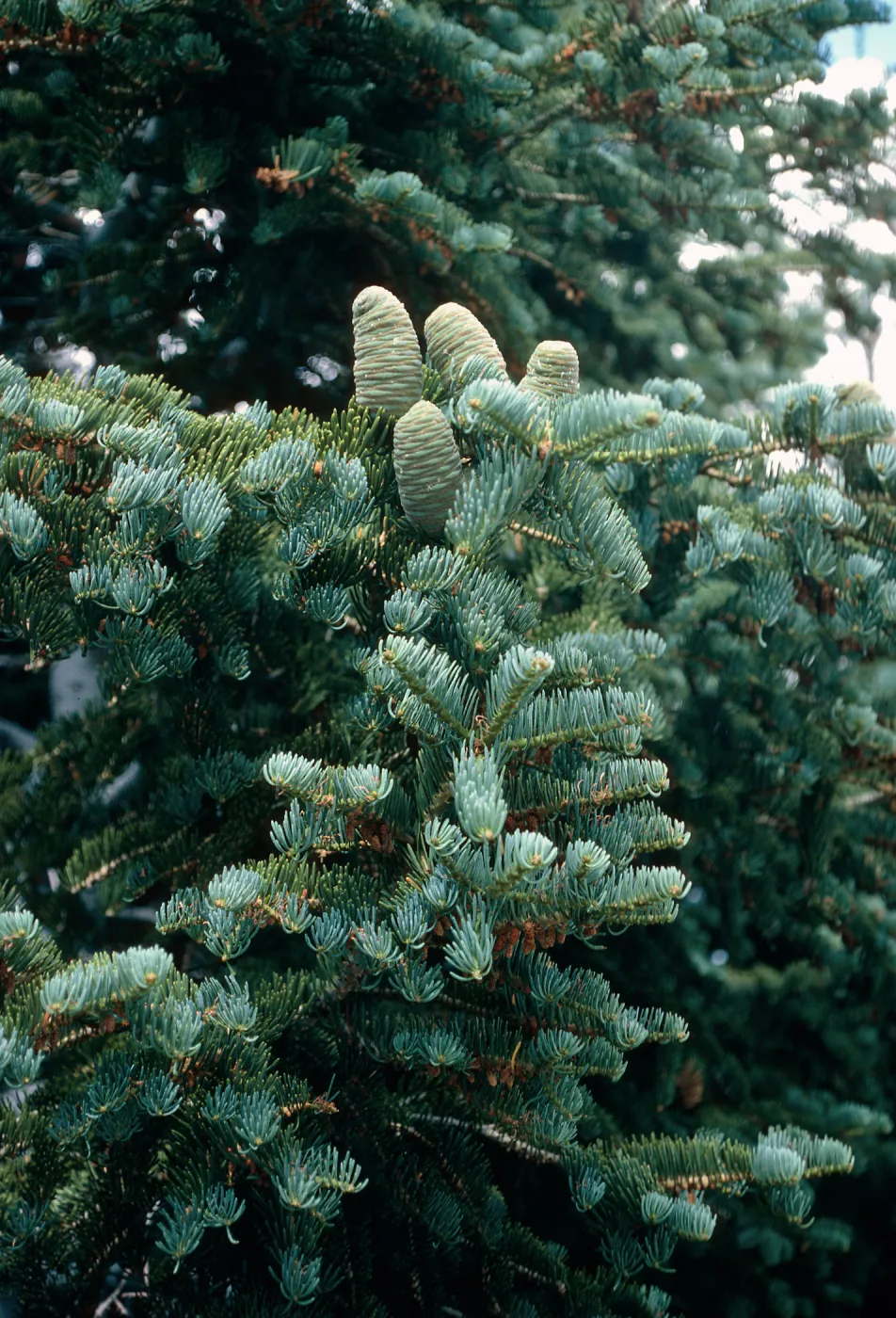 Abies, Wheeler Peak, Nevada