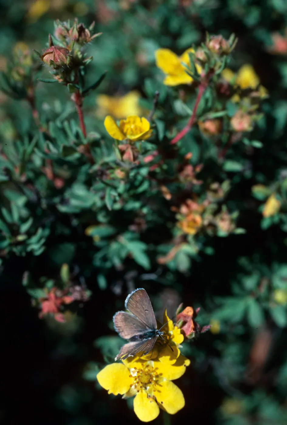 Potentilla fruticosa, Highway 82, East of Aspen, Colorado