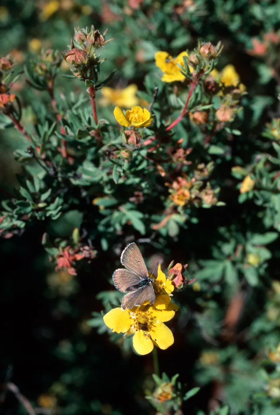 Potentilla fruticosa, Highway 82, East of Aspen, Colorado