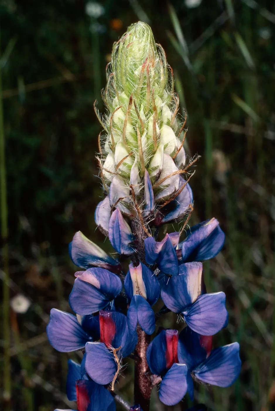 Lupinus benthnamii, El Portal, Yosemite National Park, Mariposa County