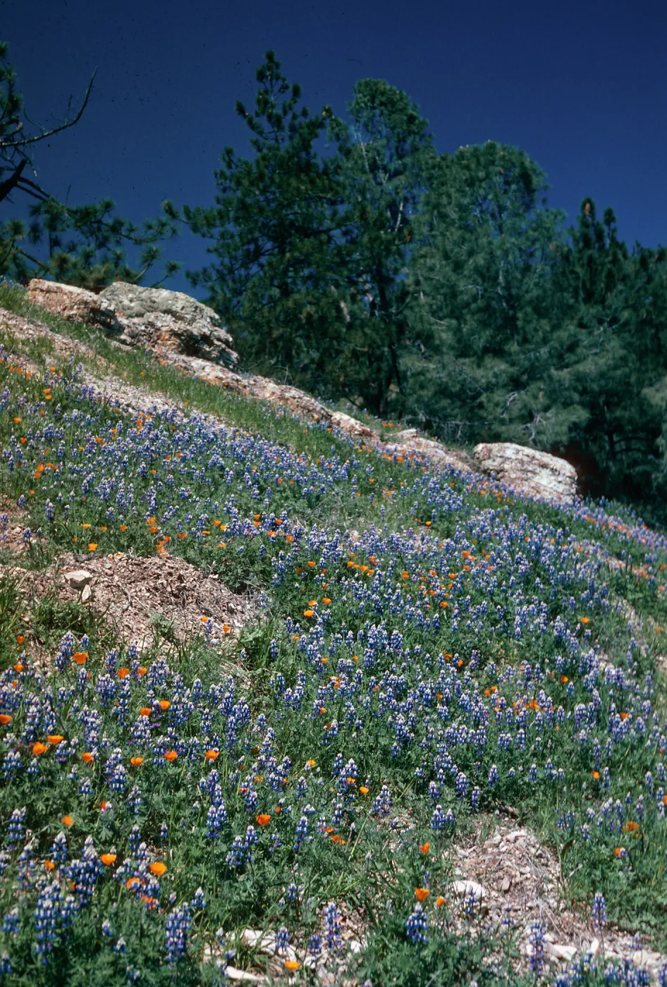 Slope above Figueroa Mountain Road at Catway Road, Santa Barbara County