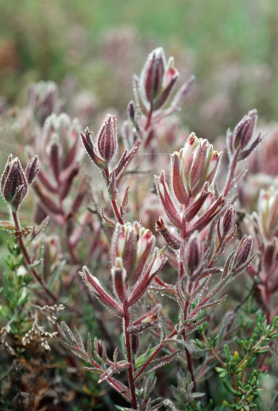 Cordylanthus maritimus, Carpinteria Salt Marsh, Santa Barbara County