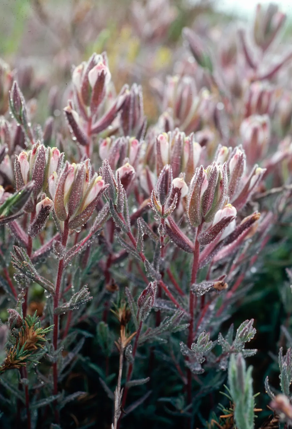 Cordylanthus maritimus, Carpinteria Salt Marsh, Santa Barbara County
