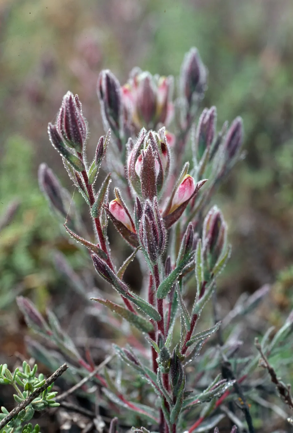 Cordylanthus maritimus, Carpinteria Salt Marsh, Santa Barbara County