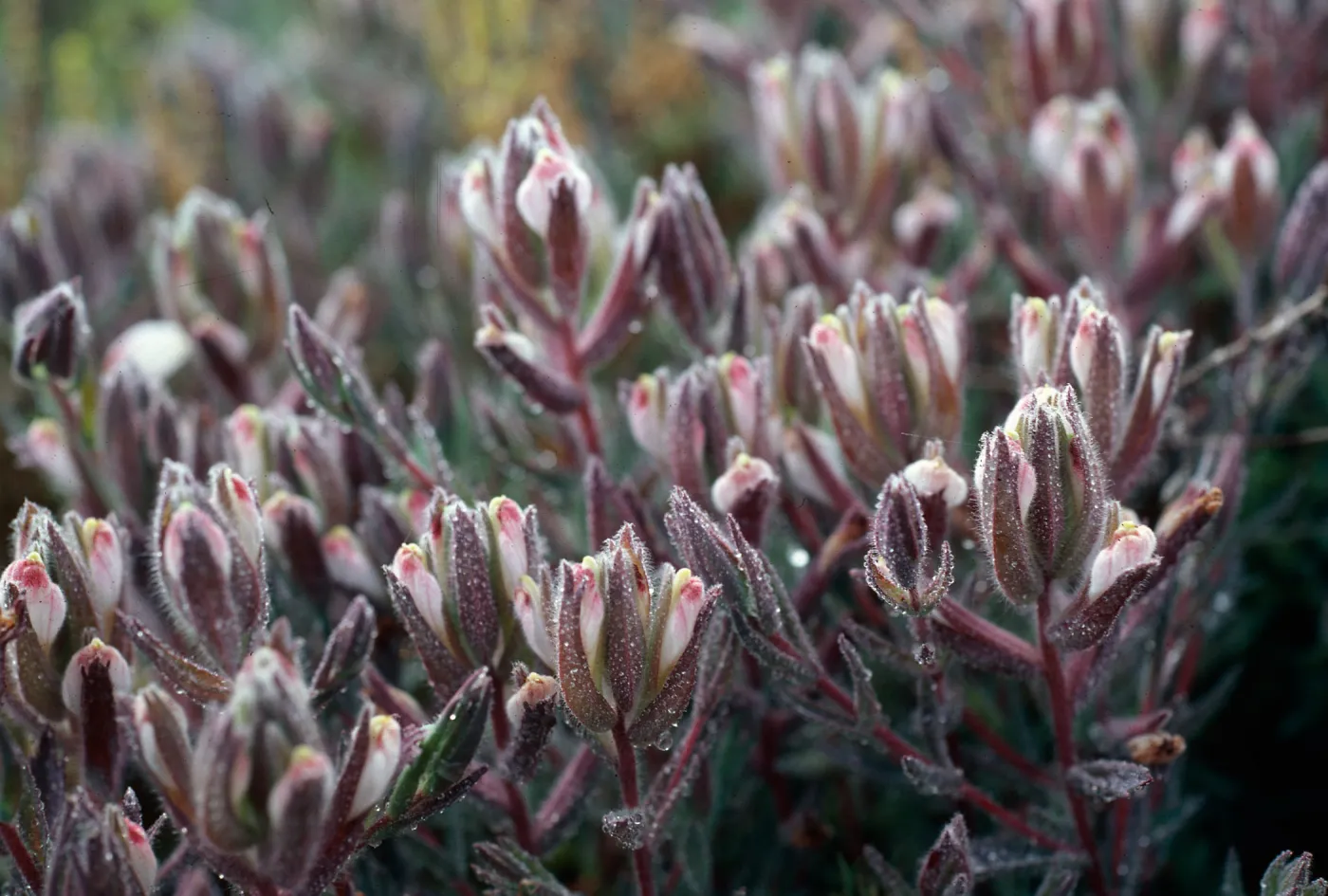 Cordylanthus maritimus, Carpinteria Salt Marsh, Santa Barbara County