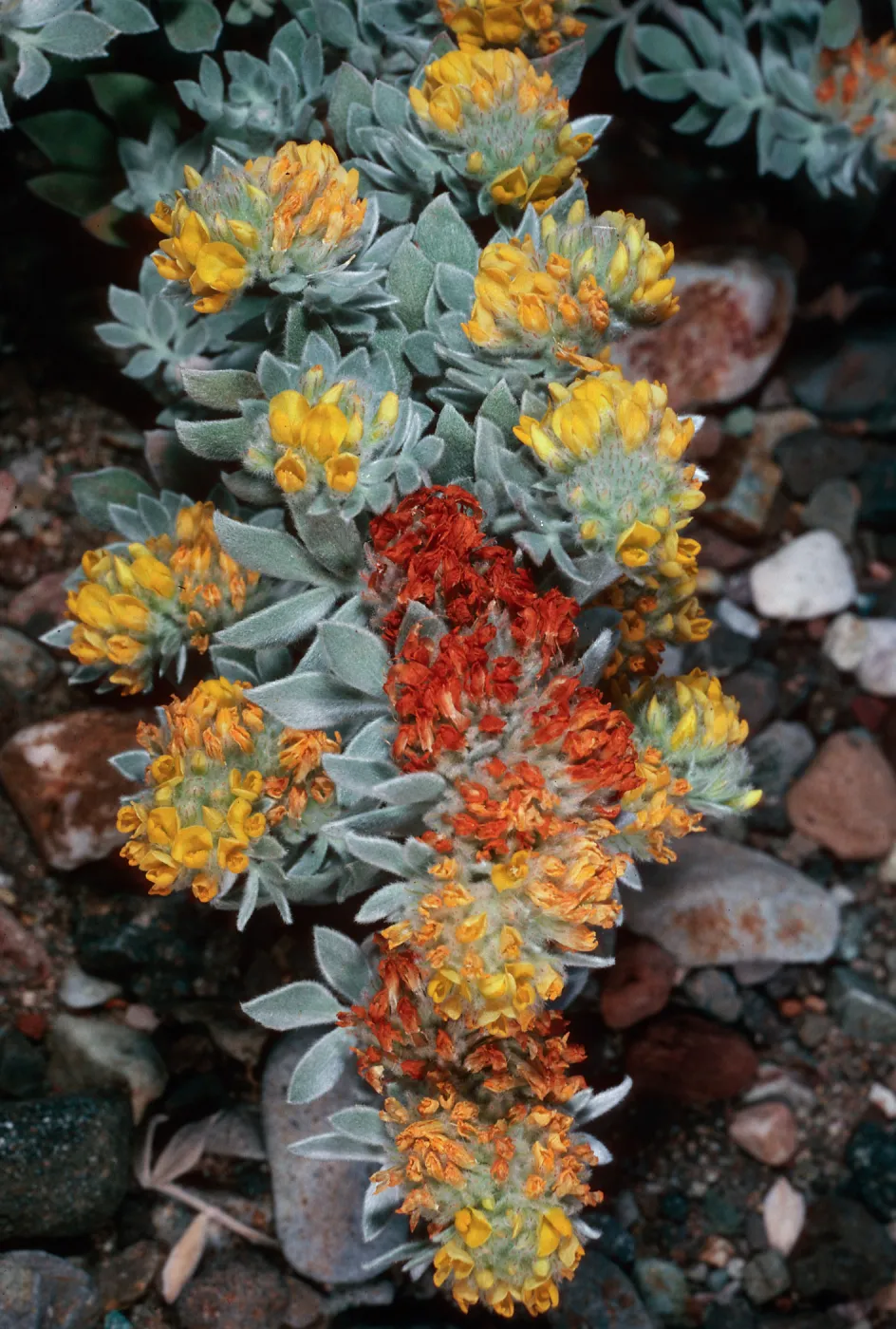 Lotus argophyllus niveus, Central Valley, near field station, Santa Cruz Island