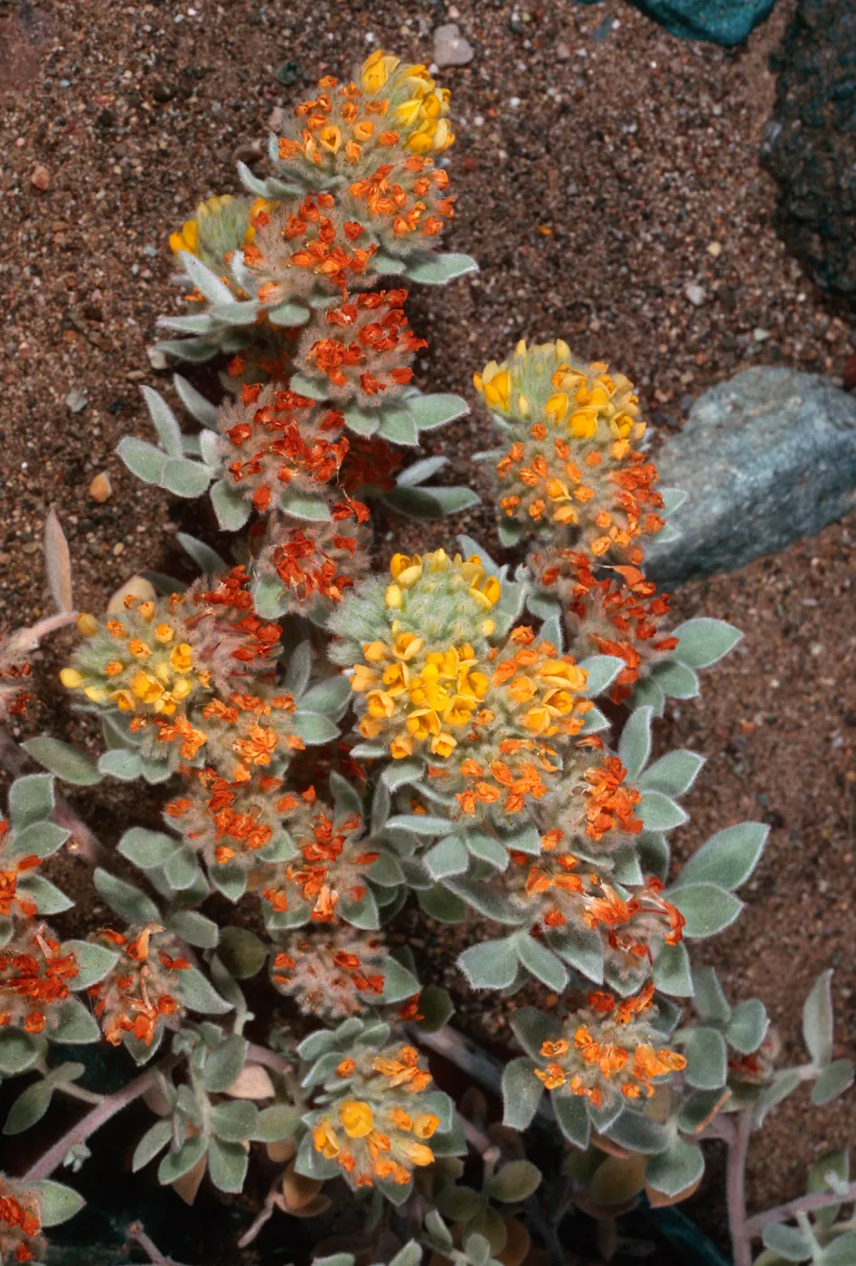 Lotus argophyllus niveus, Central Valley, near field station, Santa Cruz Island