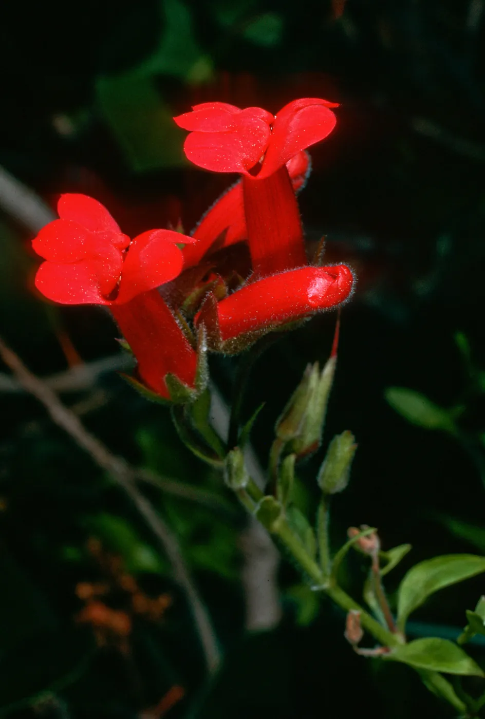Galvezia speciosa, Santa Barbara Botanic Garden