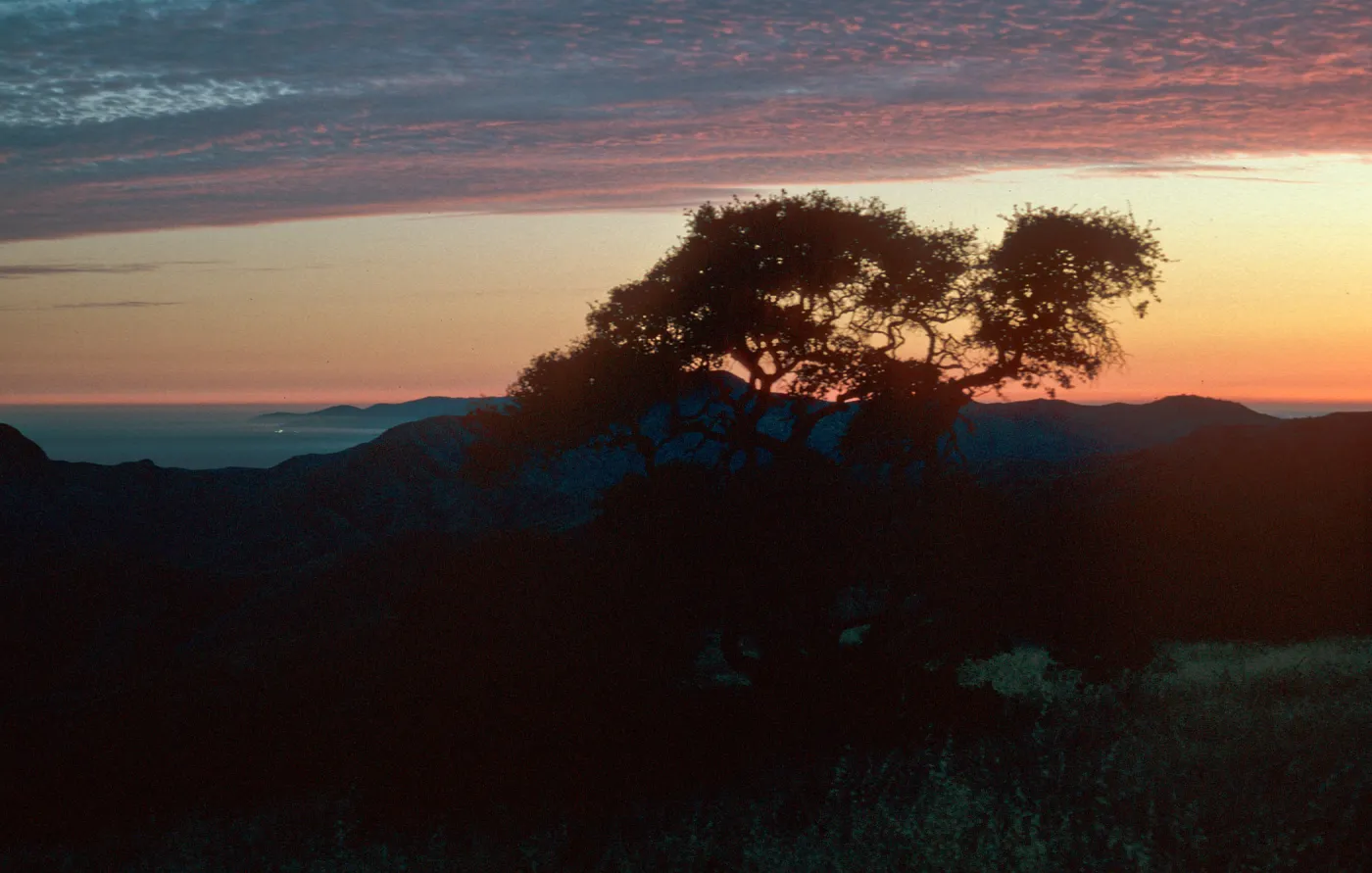 view of Santa Rosa Island sunset, Quercus pacifica, South Ridge Road, Santa Cruz Island