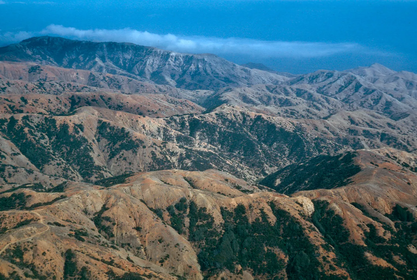 between Laguna & Willows Canyons, Santa Cruz Island