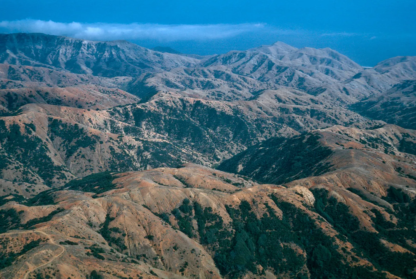 between Laguna & Willows Canyons, Santa Cruz Island