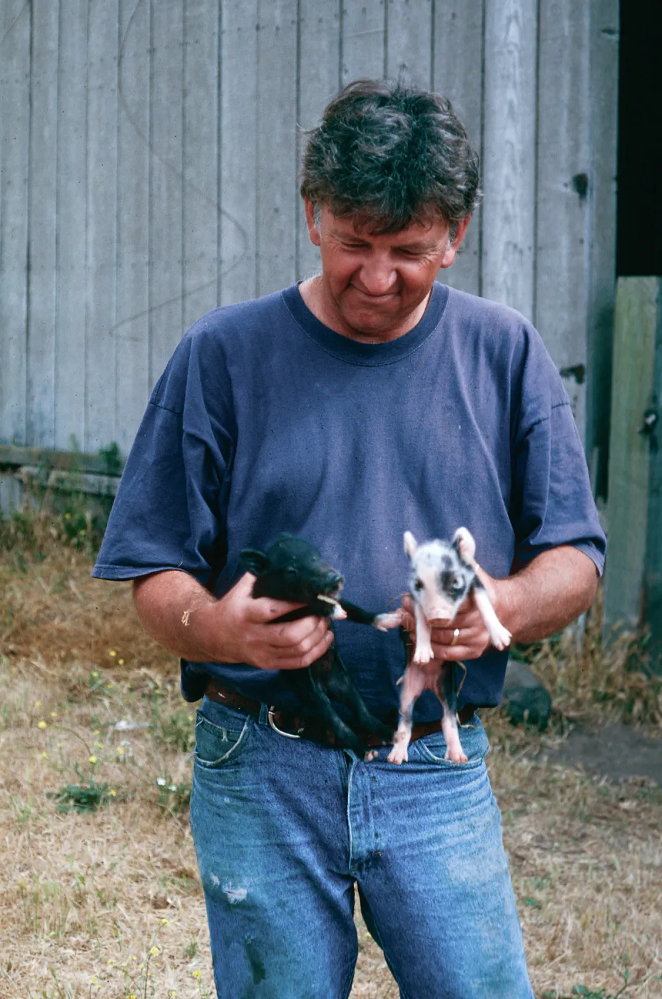 Keith Herold w/baby pigs, Christy barn, Santa Cruz Island