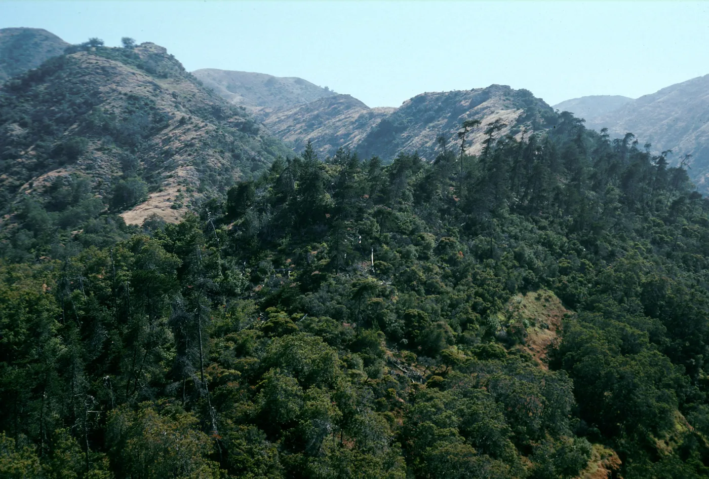 slopes above Pelican Bay, Santa Cruz Island