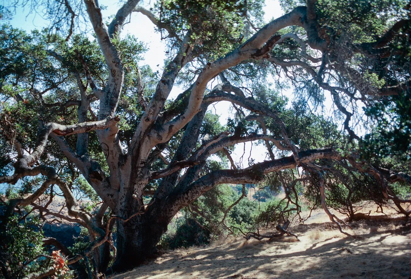 Autograoh Tree, Pelican Harbor, Santa Cruz Island