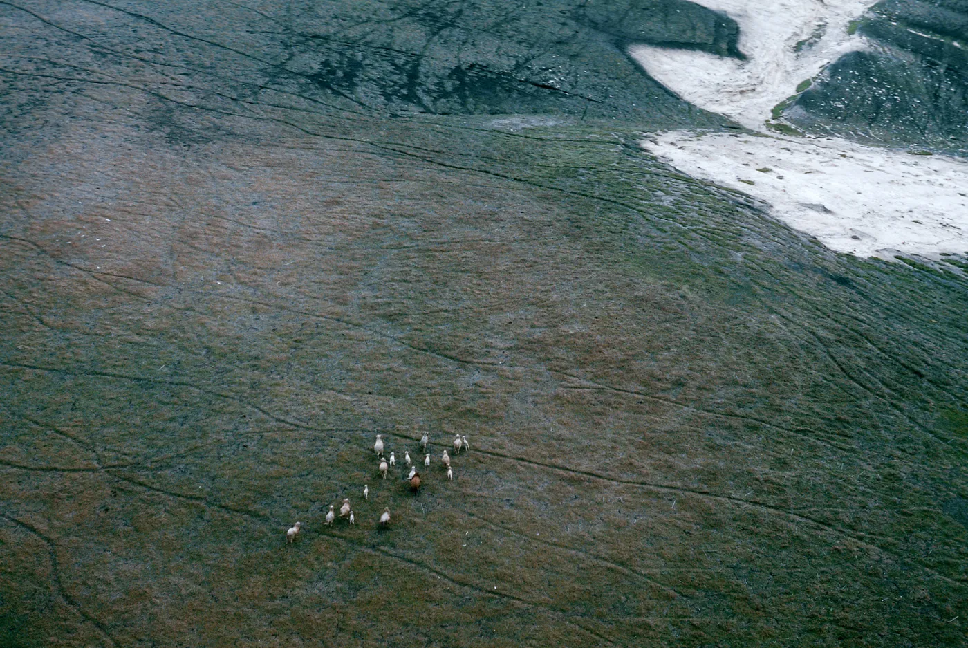 sheep, near Campo Grande, Santa Cruz Island