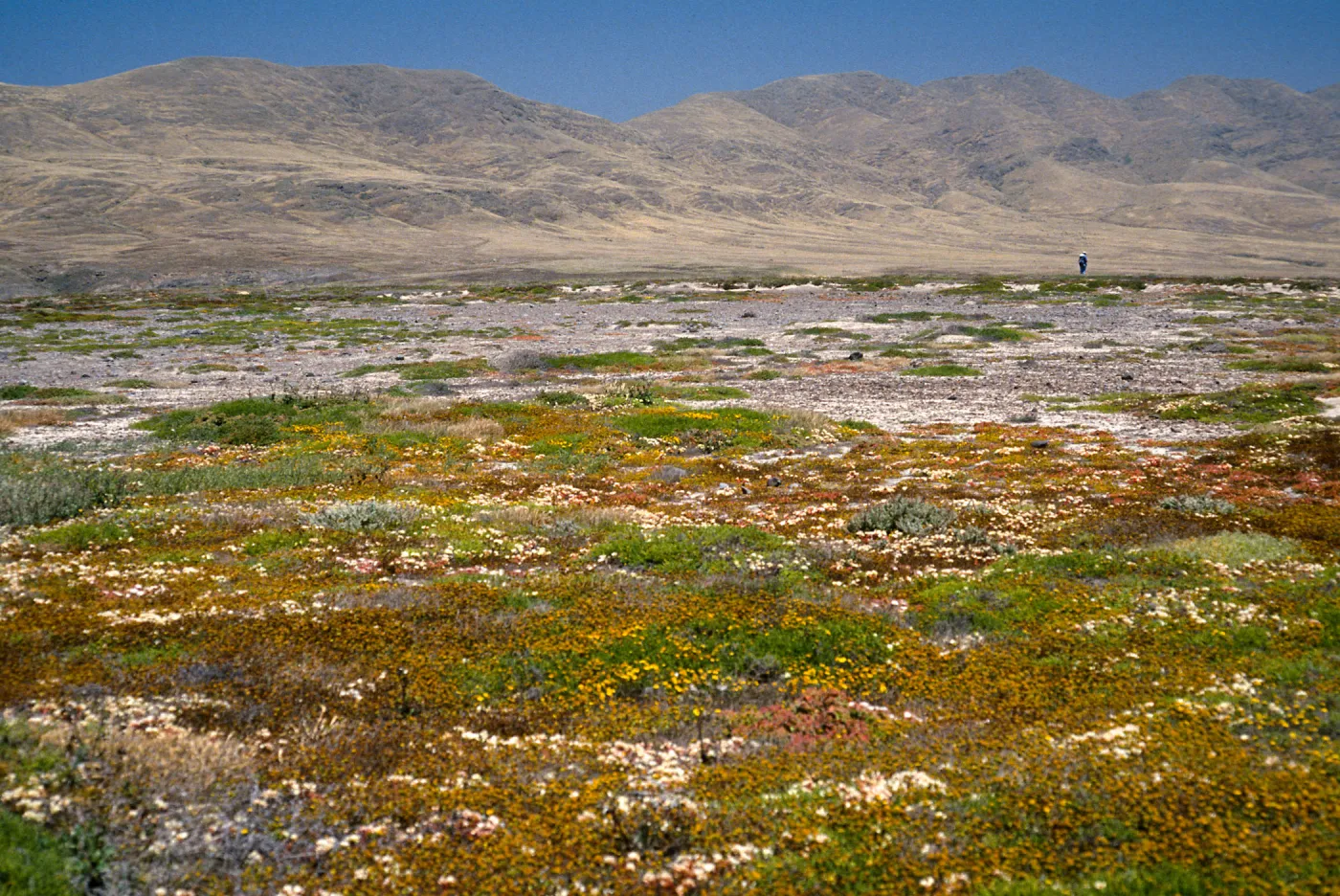 coastal flats, Fraser Point, Santa Cruz Island