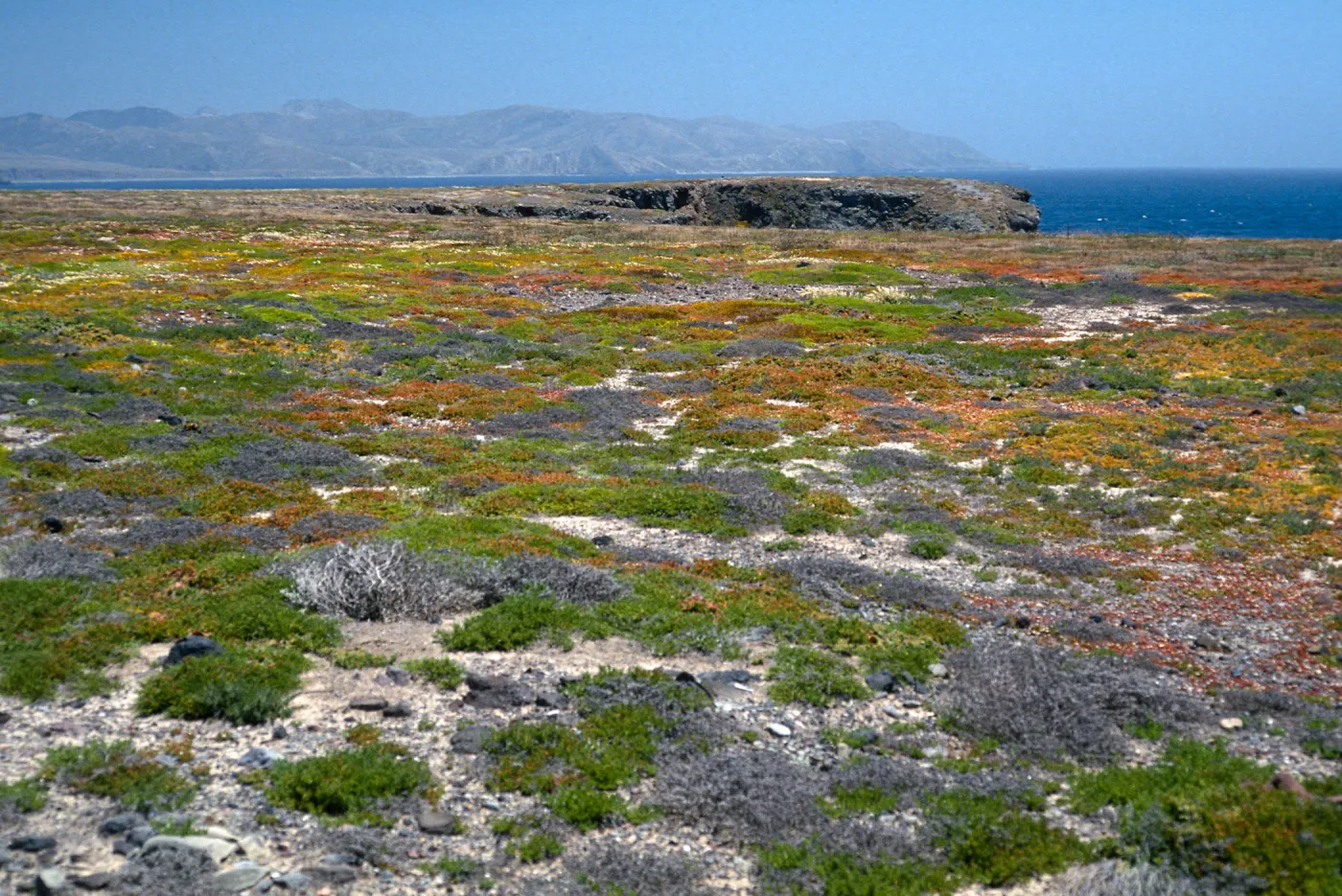 coastal flats, Fraser Point, Santa Cruz Island