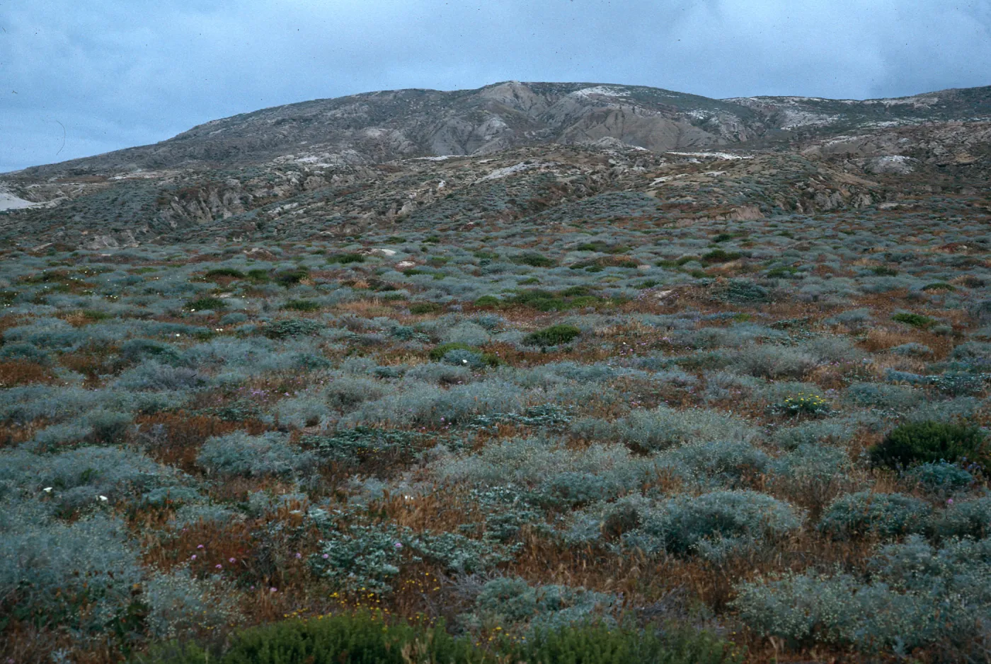 Astragalus, etc., bottom of Jump-off Road, Southwest side,San Nicolas Island