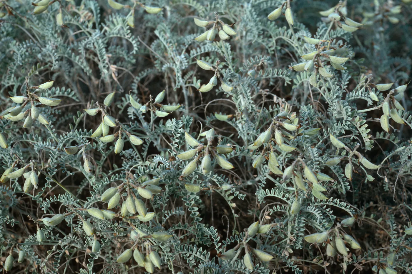 Astragalus traskiae, dunes, East of Cormorant Rock, Southwest end, San Nicolas Island