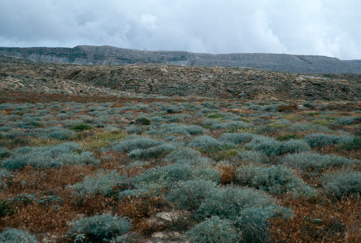 Astragalus, Haplopappus, West of Jump-off Road, Southwest side, San Nicolas Island
