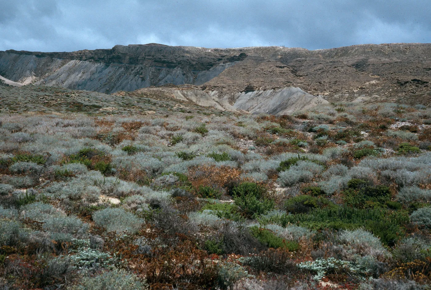 Astragalus, Haplopappus, West of Jump-off Road, Southwest side, San Nicolas Island