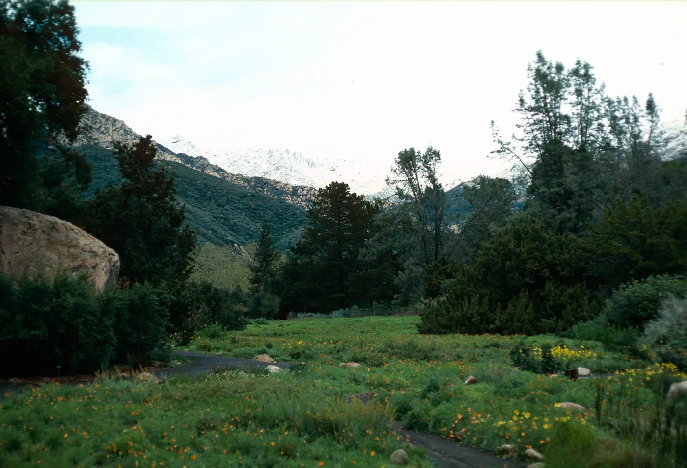 snow on Santa Ynez Mountains, meadow, Santa Barbara Botanic Garden