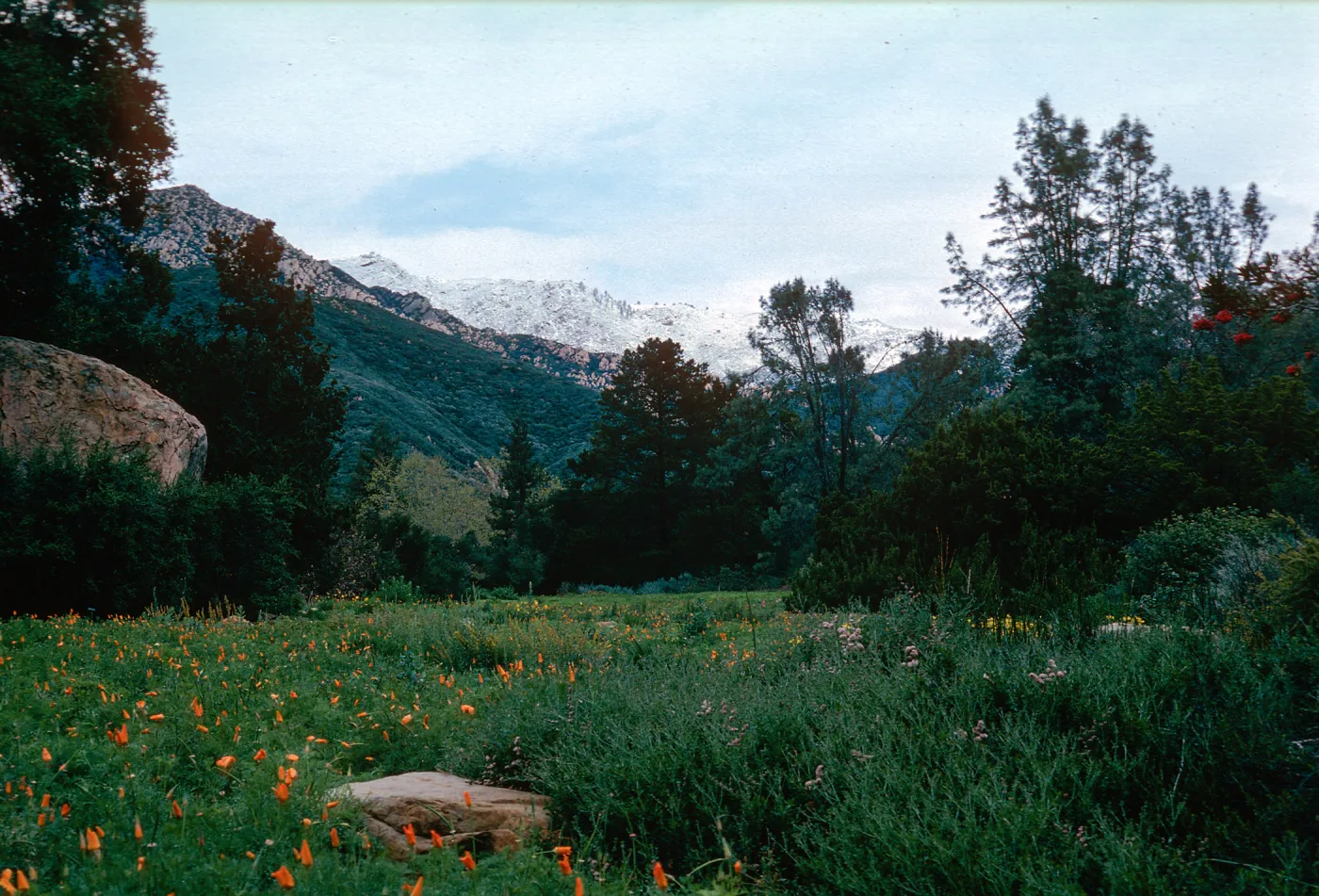 snow on Santa Ynez Mountains, meadow, Santa Barbara Botanic Garden