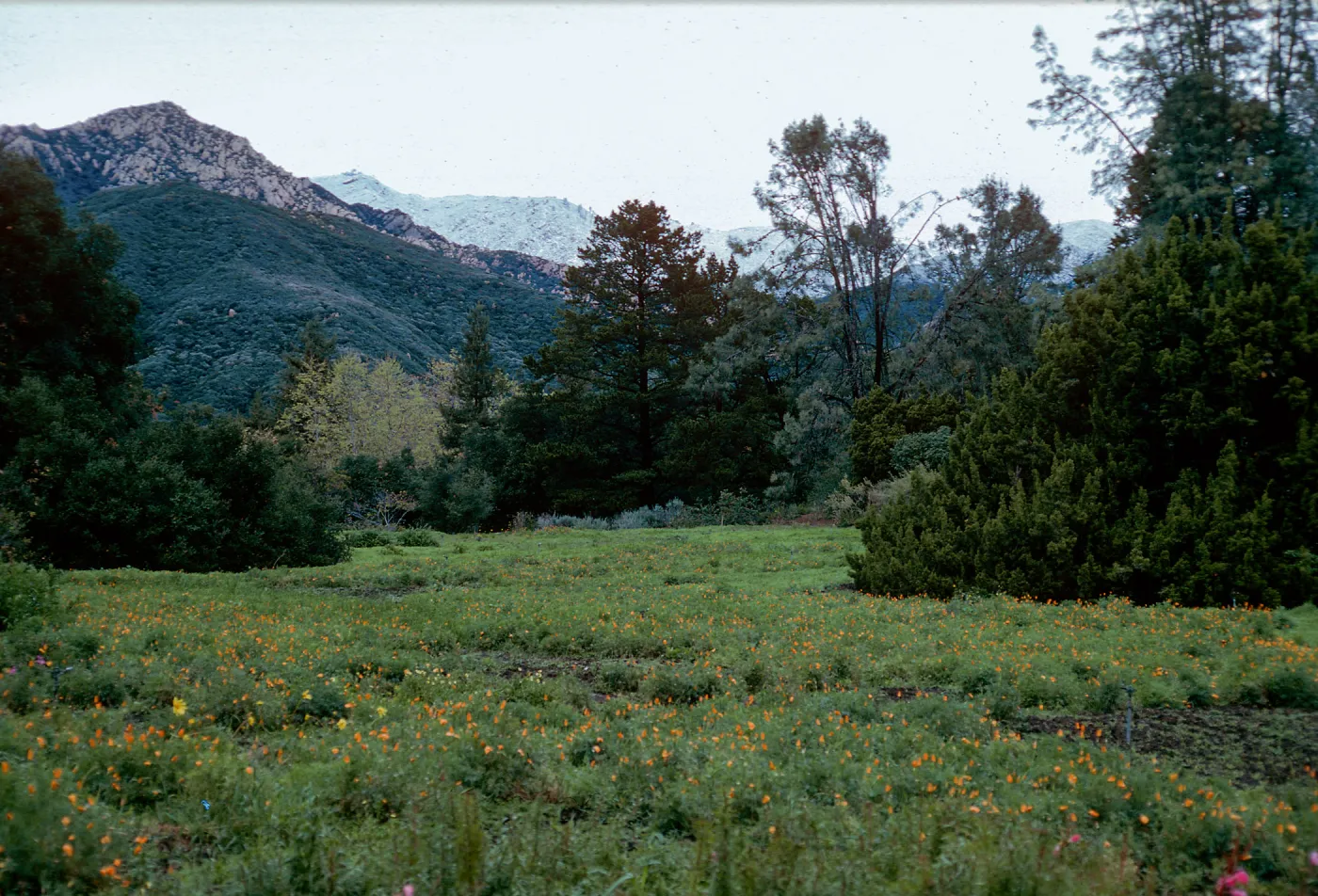 snow on Santa Ynez Mountains, meadow, Santa Barbara Botanic Garden