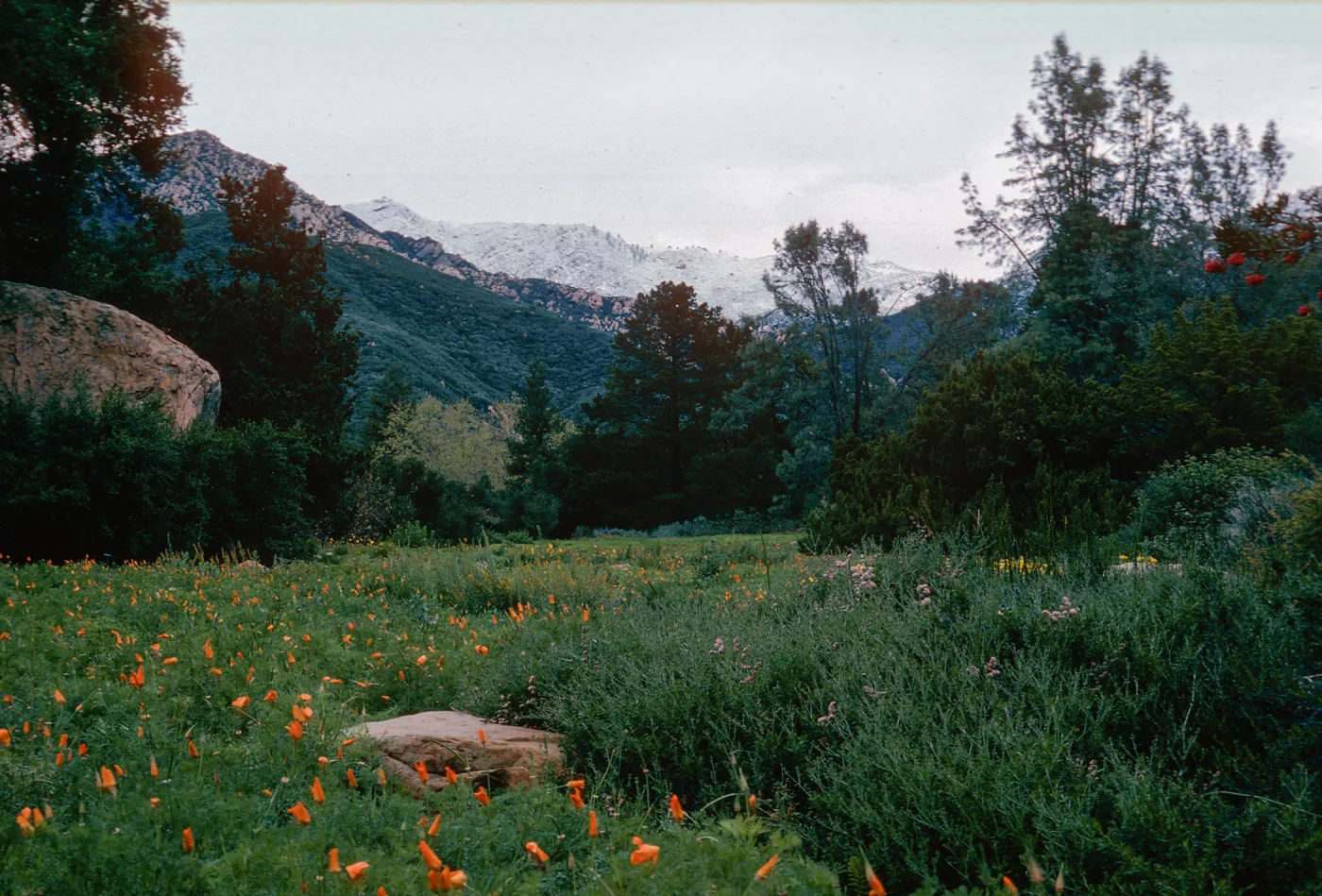 snow on Santa Ynez Mountains, meadow, Santa Barbara Botanic Garden