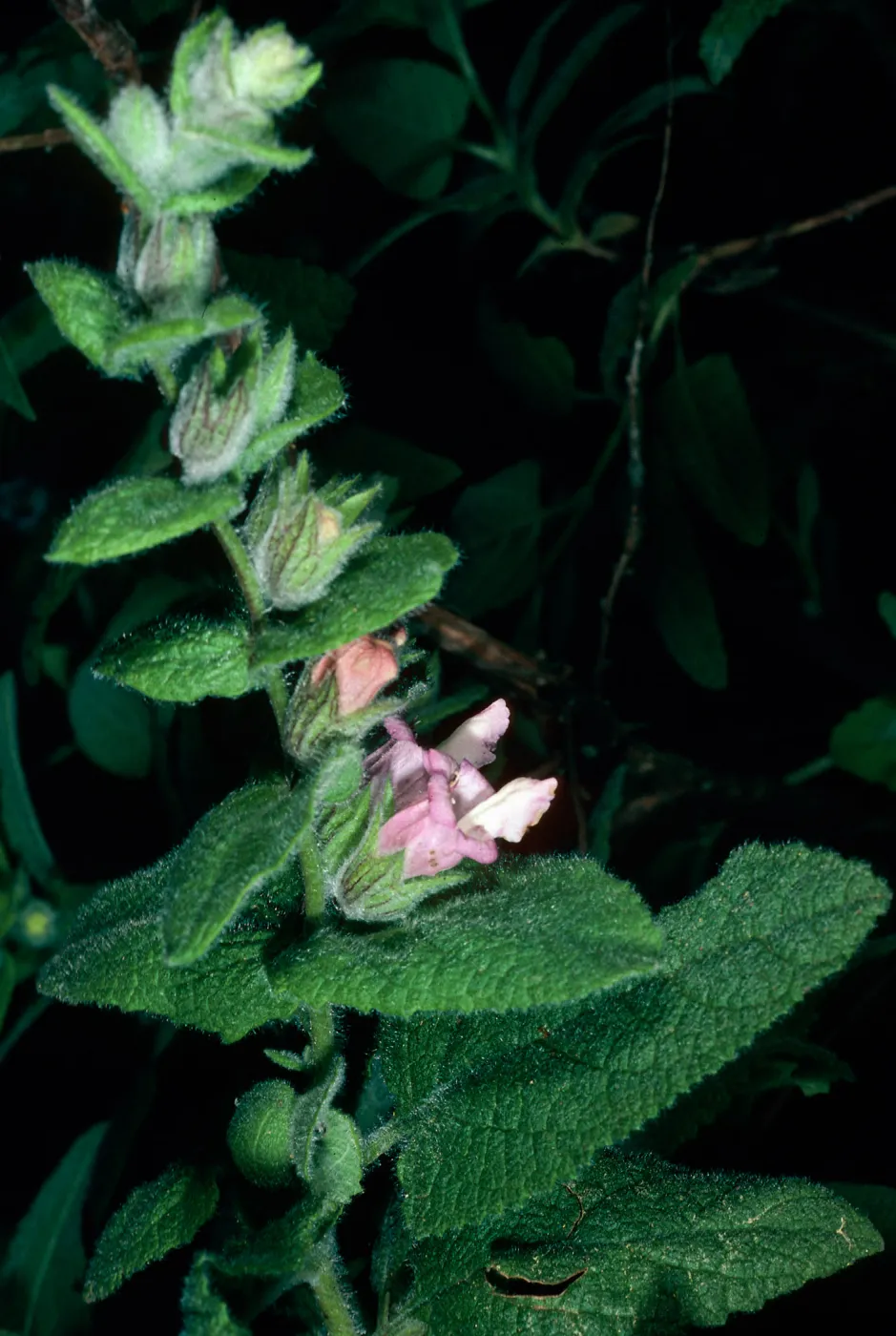 Lepechinia fragrans from Santa Rosa Island, Island Section, Santa Barbara Botanic Garden