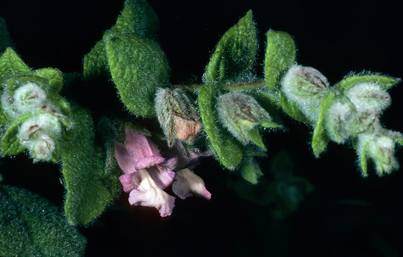 Lepechinia fragrans from Santa Rosa Island, Island Section, Santa Barbara Botanic Garden