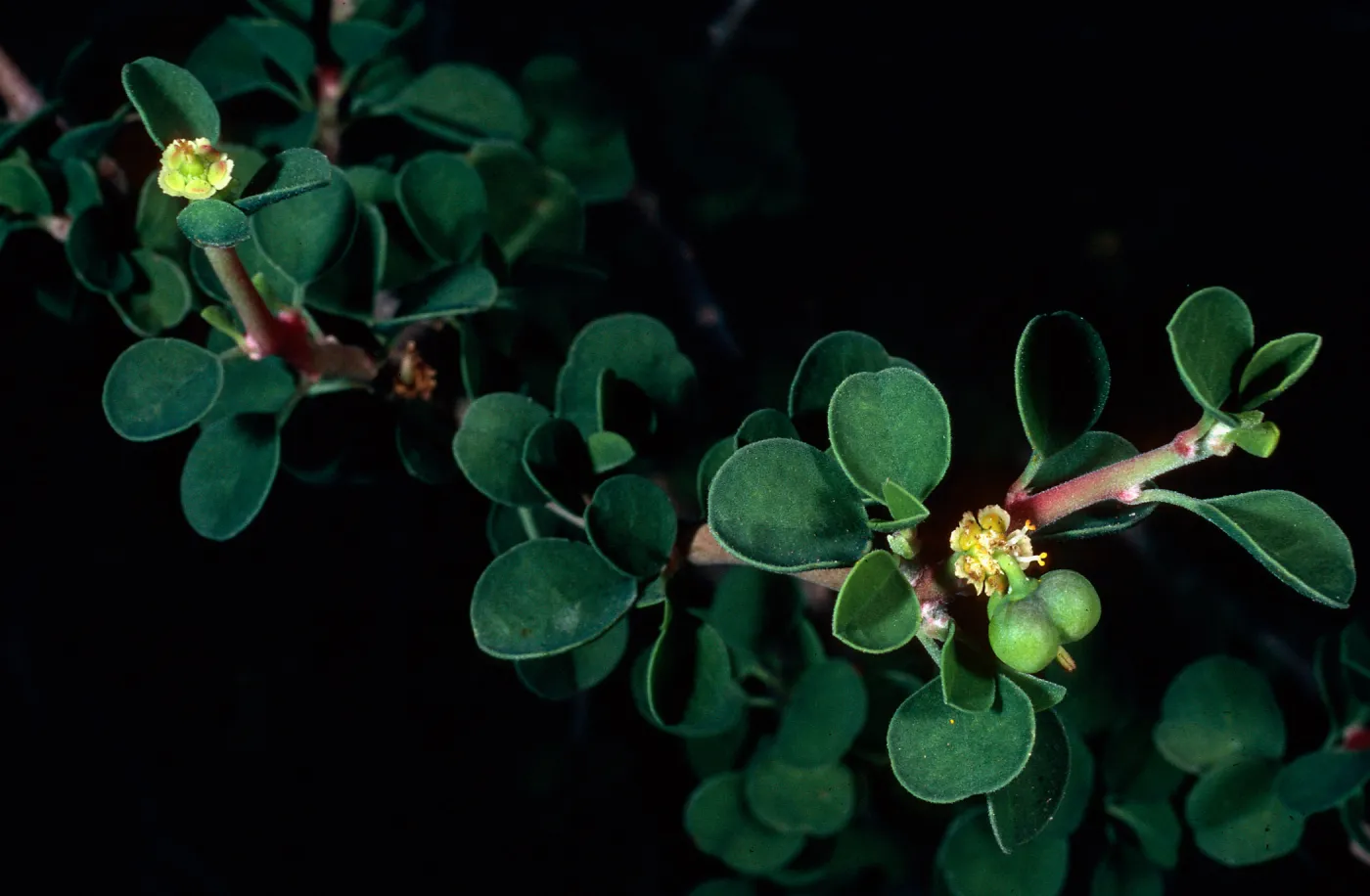 Euphorbia misera, Island Section, Santa Barbara Botanic Garden