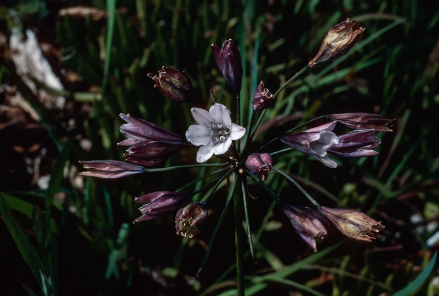 Triteleia clementina, Island Section, Santa Barbara Botanic Garden
