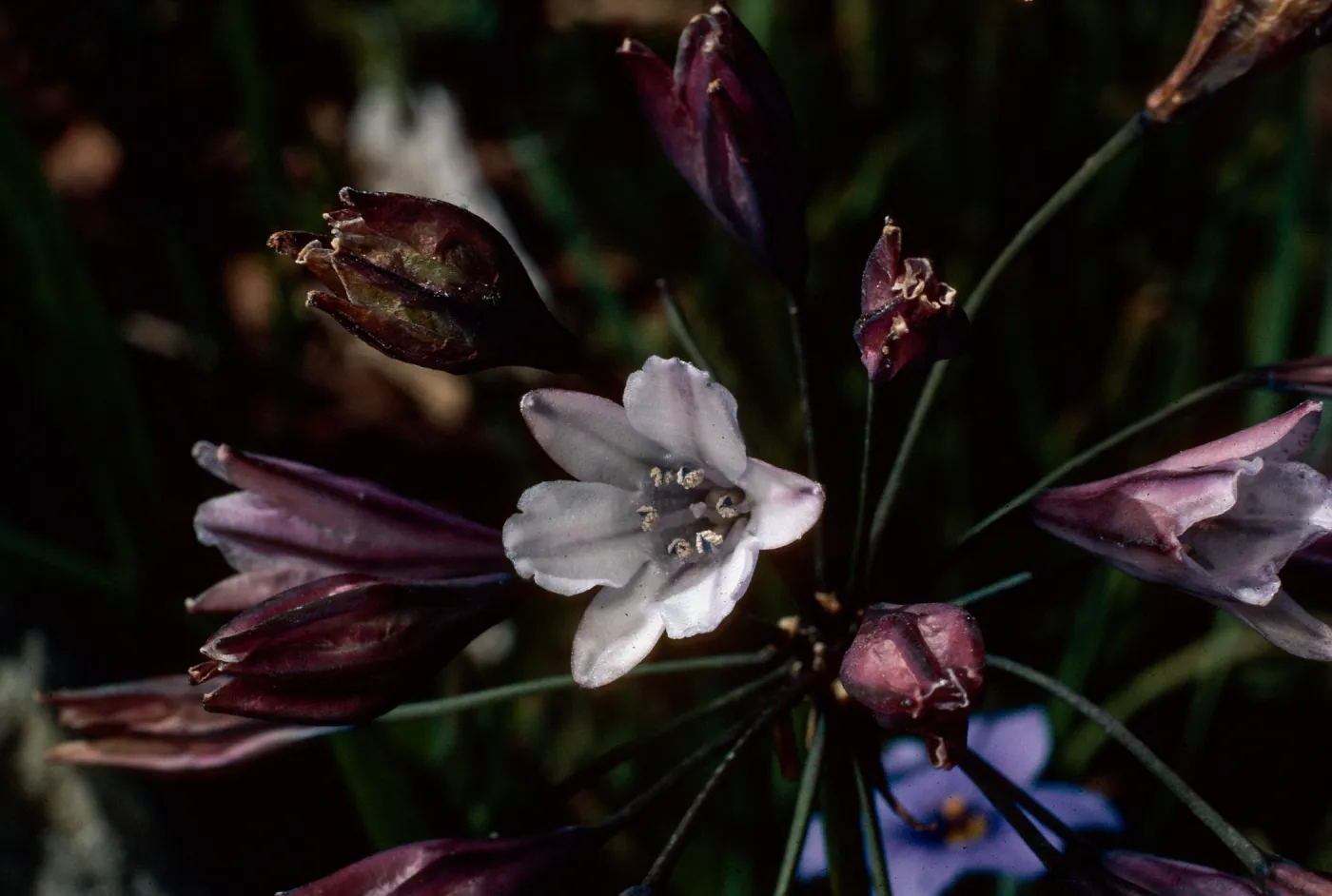 Triteleia clementina, Island Section, Santa Barbara Botanic Garden