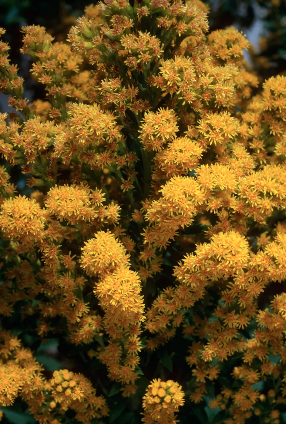 Solidago, Santa Barbara Botanic Garden